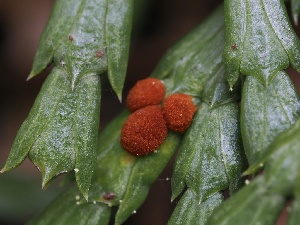  ( - FDS-CA-00194)  @11 [ ] by-nc (2024) Taye Bright Fungal Diversity Survey