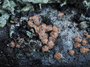  ( - FDS-CA-00635)  @11 [ ] by-nc (2024) Taye Bright Fungal Diversity Survey