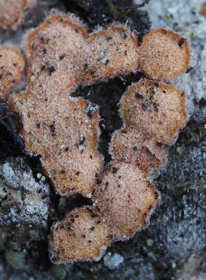  ( - FDS-CA-00635)  @11 [ ] by-nc (2024) Taye Bright Fungal Diversity Survey