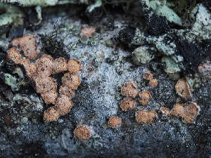  ( - FDS-CA-00635)  @11 [ ] by-nc (2024) Taye Bright Fungal Diversity Survey