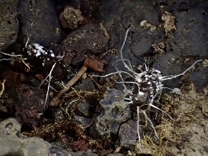  ( - FDS-CA-00221)  @11 [ ] by-nc (2024) Dean Lyons Fungal Diversity Survey