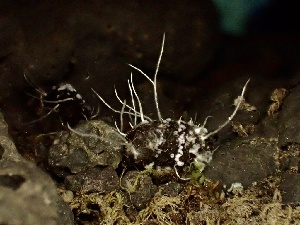  ( - FDS-CA-00221)  @11 [ ] by-nc (2024) Dean Lyons Fungal Diversity Survey