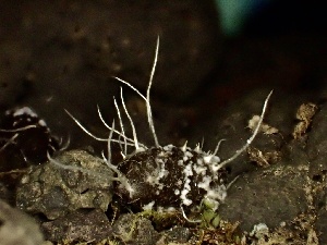  (Wawelia - FDS-CA-00221)  @11 [ ] by-nc (2024) Dean Lyons Fungal Diversity Survey