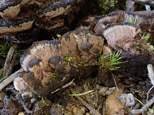  ( - FDS-CA-01683)  @11 [ ] c (2024) Rudy Diaz Fungal Diversity Survey