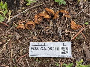  ( - FDS-CA-05218)  @11 [ ] c (2024) Andrew Claassen Fungal Diversity Survey