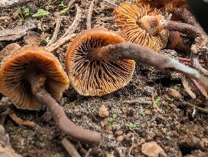  ( - FDS-CA-05218)  @11 [ ] c (2024) Andrew Claassen Fungal Diversity Survey