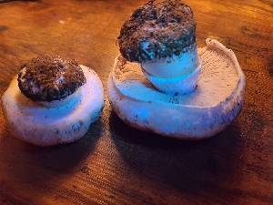  ( - FDS-CA-04266)  @11 [ ] by-nc (2024) Fresno Mycology Society Fungal Diversity Survey