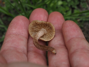  ( - FDS-CA-04279)  @11 [ ] by-nc (2024) Fresno Mycology Society Fungal Diversity Survey