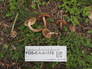  ( - FDS-CA-04279)  @11 [ ] by-nc (2024) Fresno Mycology Society Fungal Diversity Survey