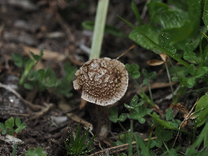  ( - FDS-CA-04279)  @11 [ ] by-nc (2024) Fresno Mycology Society Fungal Diversity Survey