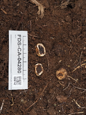  ( - FDS-CA-04280)  @11 [ ] by-nc (2024) Fresno Mycology Society Fungal Diversity Survey