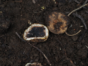  ( - FDS-CA-04280)  @11 [ ] by-nc (2024) Fresno Mycology Society Fungal Diversity Survey