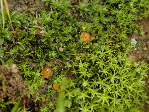  ( - FDS-CA-01561)  @11 [ ] c (2024) Rudy Diaz Fungal Diversity Survey