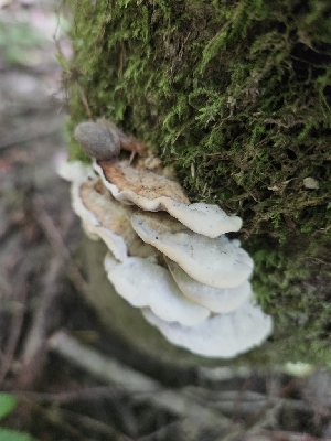  ( - FDS-CA-05180)  @11 [ ] by (2024) Mandy Hackney Fungal Diversity Survey