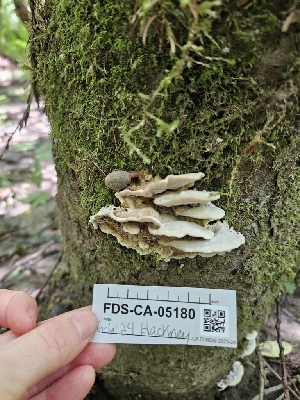  ( - FDS-CA-05180)  @11 [ ] by (2024) Mandy Hackney Fungal Diversity Survey