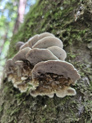  ( - FDS-CA-05180)  @11 [ ] by (2024) Mandy Hackney Fungal Diversity Survey