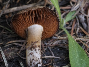  ( - FDS-CA-00638)  @11 [ ] by-nc (2024) Taye Bright Fungal Diversity Survey