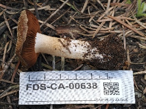  ( - FDS-CA-00638)  @11 [ ] by-nc (2024) Taye Bright Fungal Diversity Survey