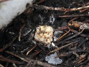  ( - FDS-CA-00640)  @11 [ ] by-nc (2024) Taye Bright Fungal Diversity Survey