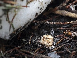  ( - FDS-CA-00640)  @11 [ ] by-nc (2024) Taye Bright Fungal Diversity Survey