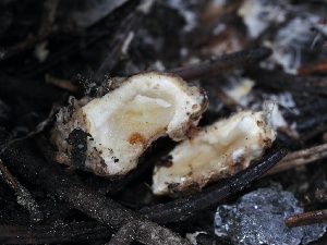  ( - FDS-CA-00640)  @11 [ ] by-nc (2024) Taye Bright Fungal Diversity Survey