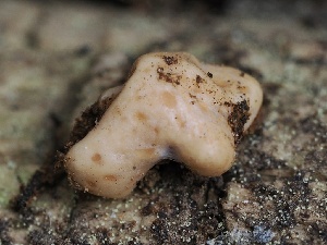  ( - FDS-CA-00632)  @11 [ ] by-nc (2024) Taye Bright Fungal Diversity Survey