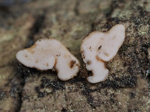  ( - FDS-CA-00632)  @11 [ ] by-nc (2024) Taye Bright Fungal Diversity Survey