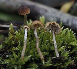  (Psathyrella aquatica - FDS-CA-00642)  @11 [ ] by-nc (2024) Taye Bright Fungal Diversity Survey