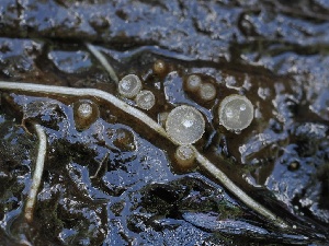  ( - FDS-CA-00643)  @11 [ ] by-nc (2024) Taye Bright Fungal Diversity Survey