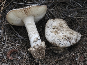  ( - FDS-CA-00662)  @11 [ ] by-nc (2024) Taye Bright Fungal Diversity Survey