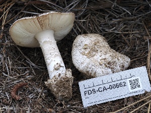  (Amanita sp. pahasapaensis - FDS-CA-00662)  @11 [ ] by-nc (2024) Taye Bright Fungal Diversity Survey