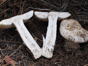  ( - FDS-CA-00662)  @11 [ ] by-nc (2024) Taye Bright Fungal Diversity Survey