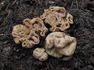  (Hydnotrya sp. PNW01 - FDS-CA-00646)  @11 [ ] by-nc (2024) Taye Bright Fungal Diversity Survey