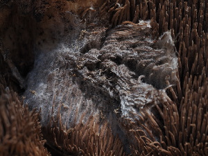  ( - FDS-CA-00649)  @11 [ ] by-nc (2024) Taye Bright Fungal Diversity Survey