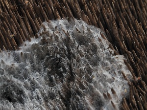  ( - FDS-CA-00649)  @11 [ ] by-nc (2024) Taye Bright Fungal Diversity Survey