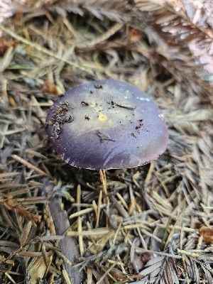  ( - FDS-CA-05170)  @11 [ ] by (2024) Mandy Hackney Fungal Diversity Survey