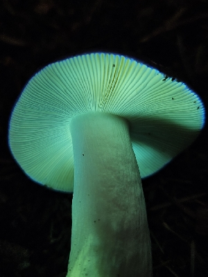  (Russula sp. CA05 - FDS-CA-05170)  @11 [ ] by (2024) Mandy Hackney Fungal Diversity Survey