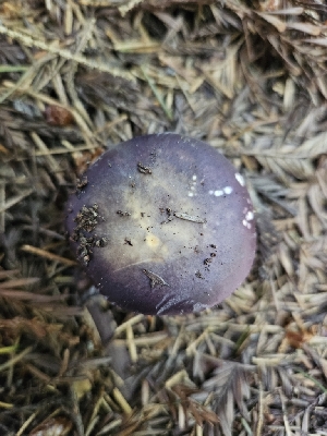  ( - FDS-CA-05170)  @11 [ ] by (2024) Mandy Hackney Fungal Diversity Survey