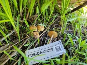  ( - FDS-CA-06099)  @11 [ ] by-nc (2024) Harte Singer Fungal Diversity Survey