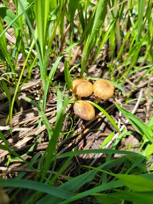  ( - FDS-CA-06099)  @11 [ ] by-nc (2024) Harte Singer Fungal Diversity Survey
