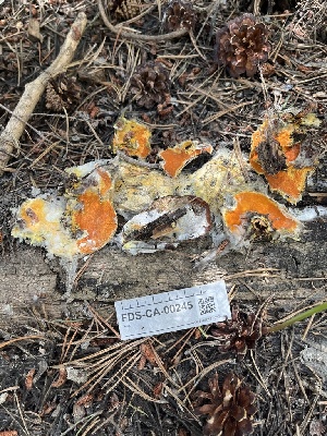  ( - FDS-CA-00245)  @11 [ ] by-nc (2024) Dean Lyons Fungal Diversity Survey