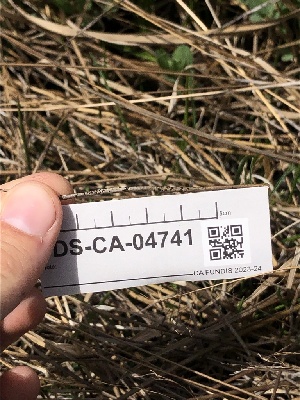 ( - FDS-CA-04741)  @11 [ ] by (2024) Justin Paulin Fungal Diversity Survey