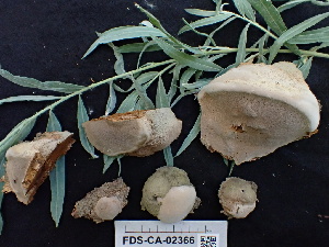  ( - FDS-CA-02366)  @11 [ ] by-nc (2024) Jaren Hockert Fungal Diversity Survey