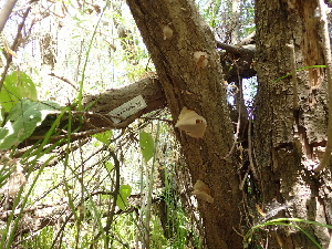  ( - FDS-CA-02366)  @11 [ ] by-nc (2024) Jaren Hockert Fungal Diversity Survey