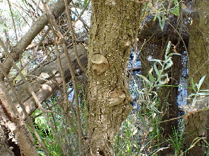  ( - FDS-CA-02366)  @11 [ ] by-nc (2024) Jaren Hockert Fungal Diversity Survey