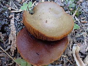  ( - FDS-CA-02354)  @11 [ ] by-nc (2024) Jaren Hockert Fungal Diversity Survey