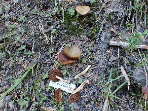  ( - FDS-CA-02354)  @11 [ ] by-nc (2024) Jaren Hockert Fungal Diversity Survey