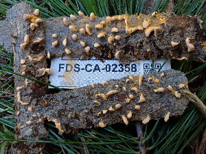  ( - FDS-CA-02358)  @11 [ ] by-nc (2024) Jaren Hockert Fungal Diversity Survey
