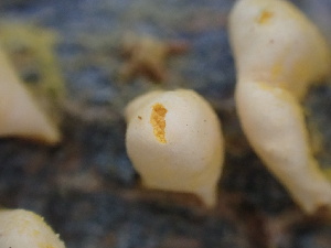  ( - FDS-CA-02358)  @11 [ ] by-nc (2024) Jaren Hockert Fungal Diversity Survey