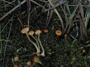  ( - FDS-CA-04740)  @11 [ ] by (2024) Justin Paulin Fungal Diversity Survey